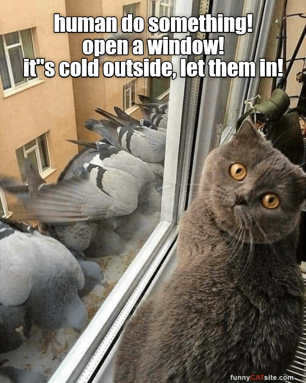 Open a window! - Lolcats - lol | cat memes | funny cats | funny cat ...