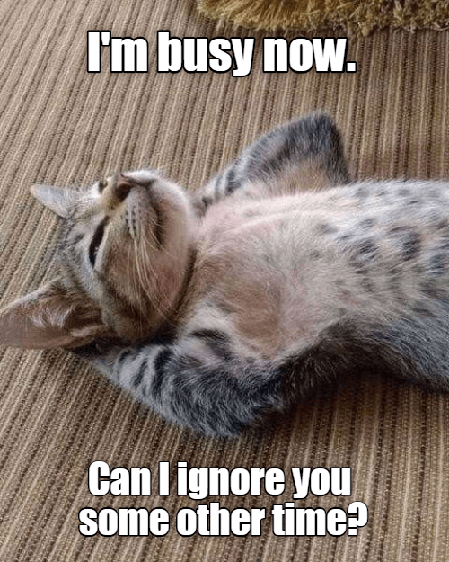 Busy times - Lolcats - lol | cat memes | funny cats | funny cat pictures with words on them