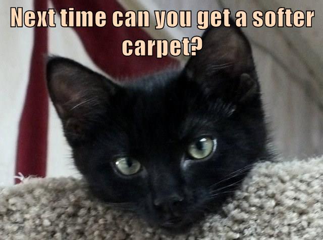 Next time can you get a softer carpet? - Lolcats - lol | cat memes ...