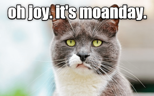 Oh joy. it's moanday. - Lolcats - lol | cat memes | funny cats | funny ...