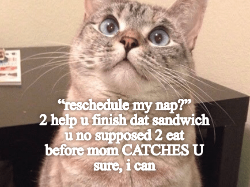 Felines: Flexible Family Helpers - Lolcats - Lol 