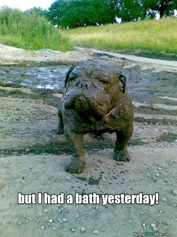 But I had a bath yesterday! - I Has A Hotdog - Dog Pictures - Funny ...