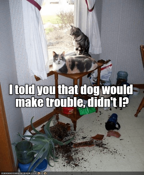 Yes you did - Lolcats - lol | cat memes | funny cats | funny cat ...