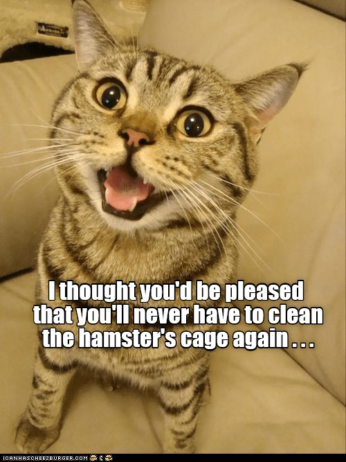 Hard to please - Lolcats - lol | cat memes | funny cats | funny cat ...