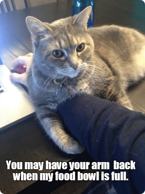 Serves you right - Lolcats - lol | cat memes | funny cats | funny cat ...