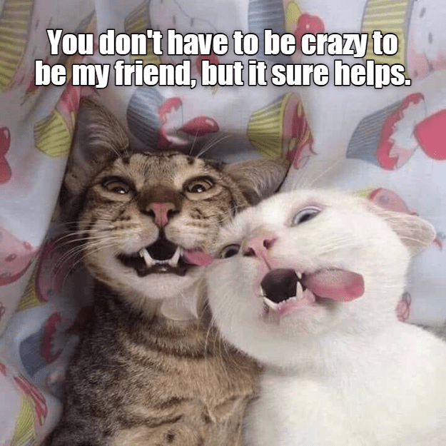 Crazy how it works - Lolcats - lol | cat memes | funny cats | funny cat ...