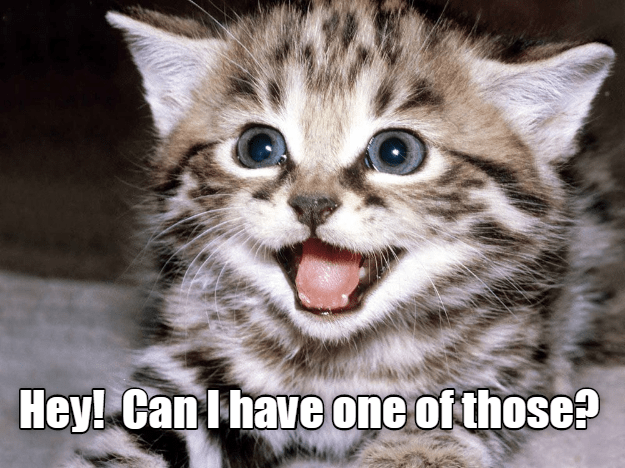 Who could say no? - Cats N' Kittens - Cat Pictures - Cute Kittens