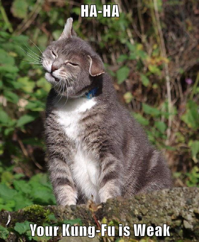 Your KungFu is Weak Lolcats lol cat memes funny cats funny cat pictures with words on