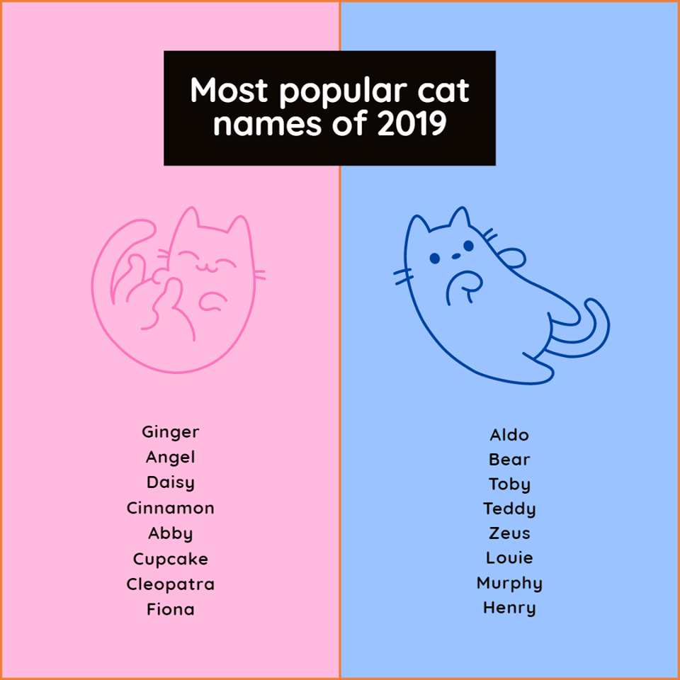 Имя кэт. Most popular Cat. Полное имя Кэт.