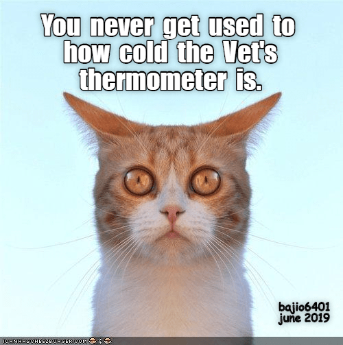 IS A WARM THERMOMETER TOO MUCH TO ASK? - Lolcats - lol | cat memes ...