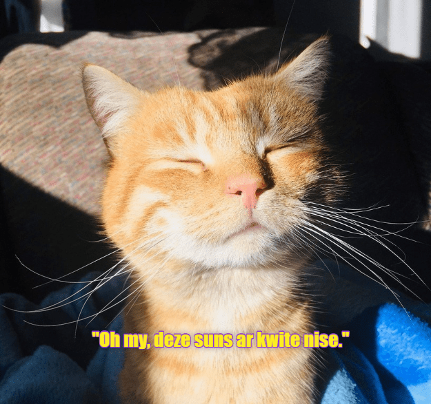 Lolcats - sun - LOL at Funny Cat Memes - Funny cat pictures with words