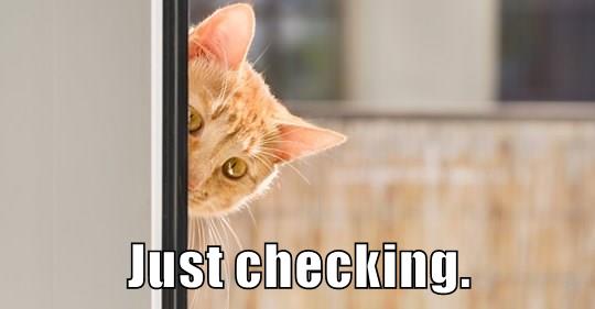 just-checking-lolcats-lol-cat-memes-funny-cats-funny-cat