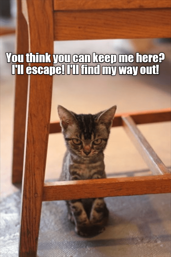 No prison can hold me! - Lolcats - lol | cat memes | funny cats | funny