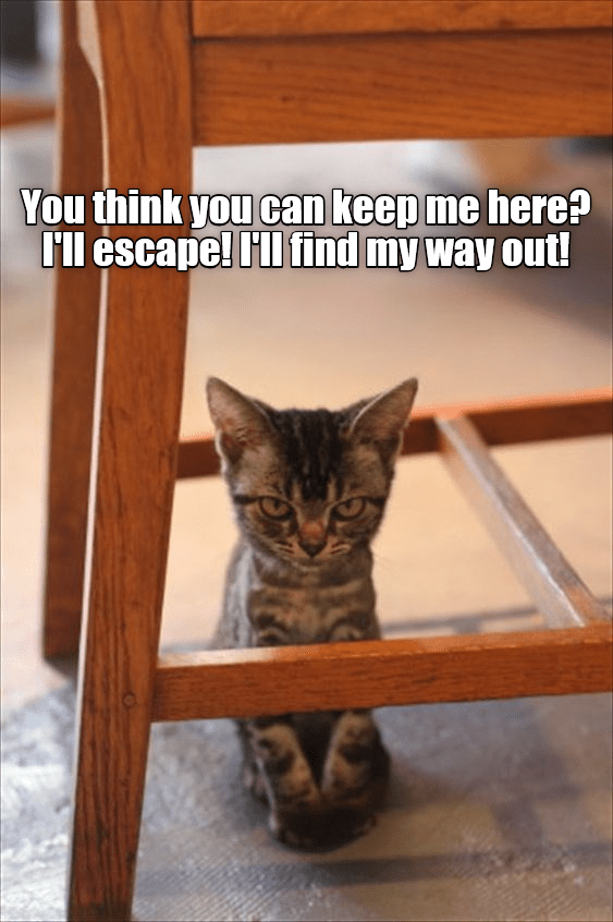 No prison can hold me! - Lolcats - lol | cat memes | funny cats | funny cat pictures with words