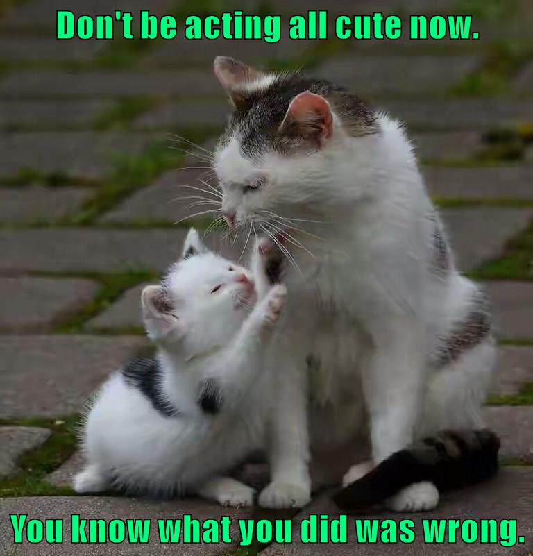 You know what you did - Lolcats - lol | cat memes | funny cats | funny ...