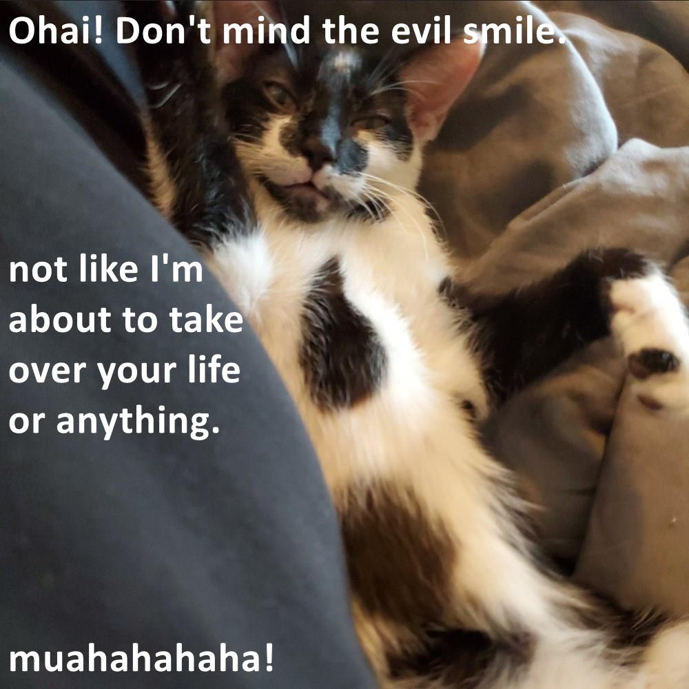 Muahahaha - Lolcats - lol, cat memes, funny cats