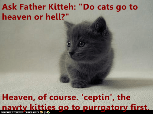 Do Cats Go To Heaven Or Hell Lolcats Lol Cat Memes Funny Cats Funny Cat Pictures With Words On Them Funny Pictures Lol Cat Memes Lol Cats