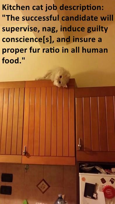 Kitchen cat job description - Lolcats - lol | cat memes | funny cats ...