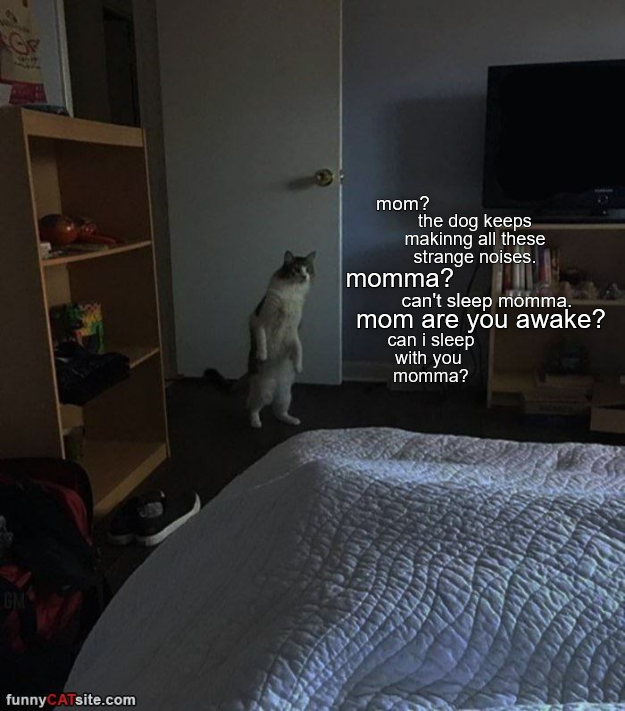 Lolcats sleeping LOL at Funny Cat Memes Funny cat pictures with