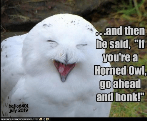 BAD OWL JOKES - Animal Comedy - Animal Comedy, funny animals, animal gifs