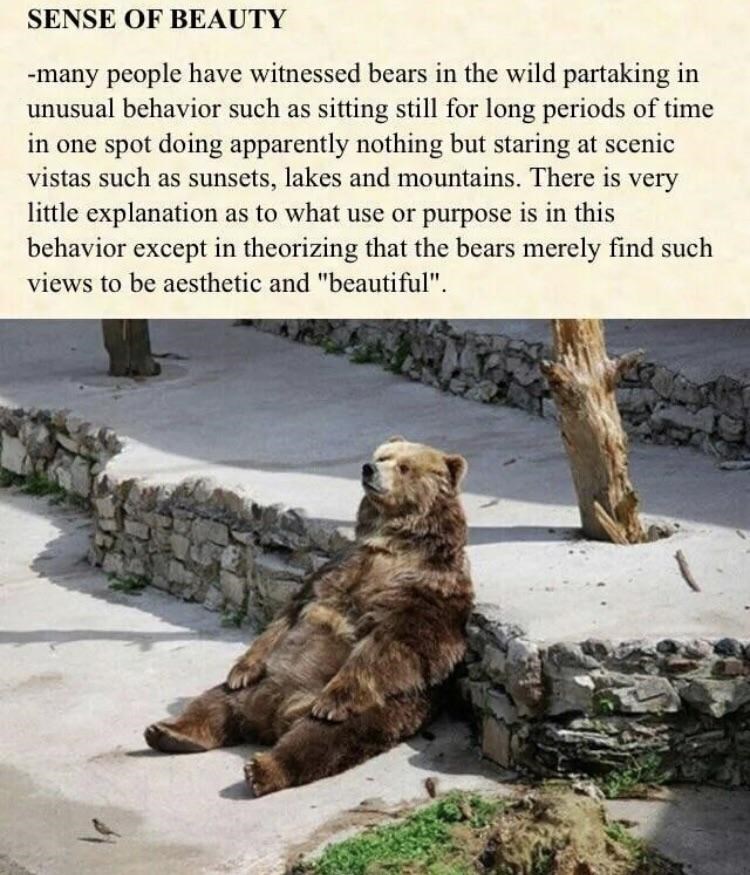 Bears More Than Just Muscle Their Hidden Beauty Secret - 30k7da9