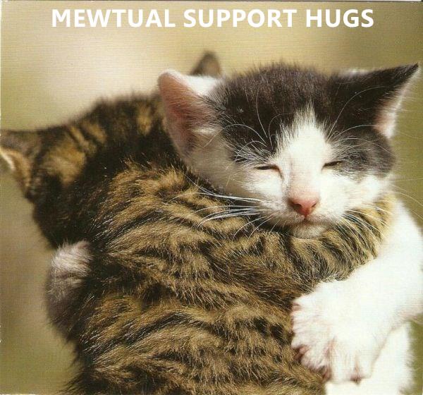 Lolcats hugs LOL at Funny Cat Memes Funny cat pictures with words on them lol cat