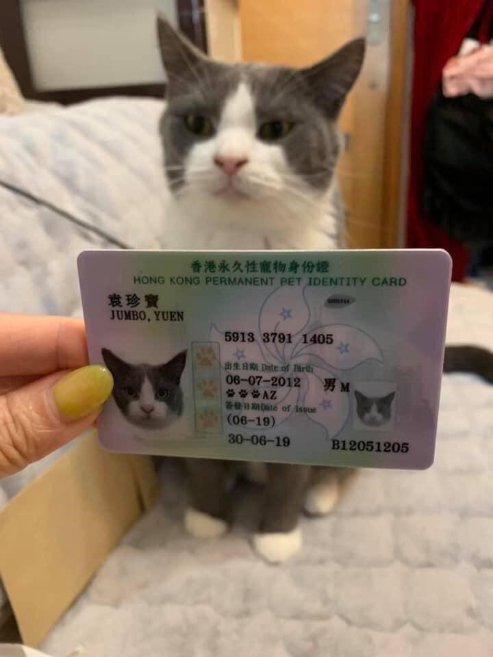 In Hong Kong, Pets Have Their Own ID Cards - I Can Has Cheezburger?