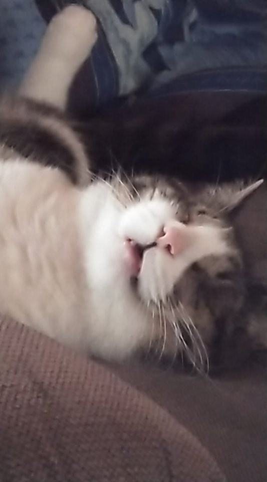 Sleeping with his mouth open...AGAIN Cats N' Kittens Cat Pictures Cute Kittens