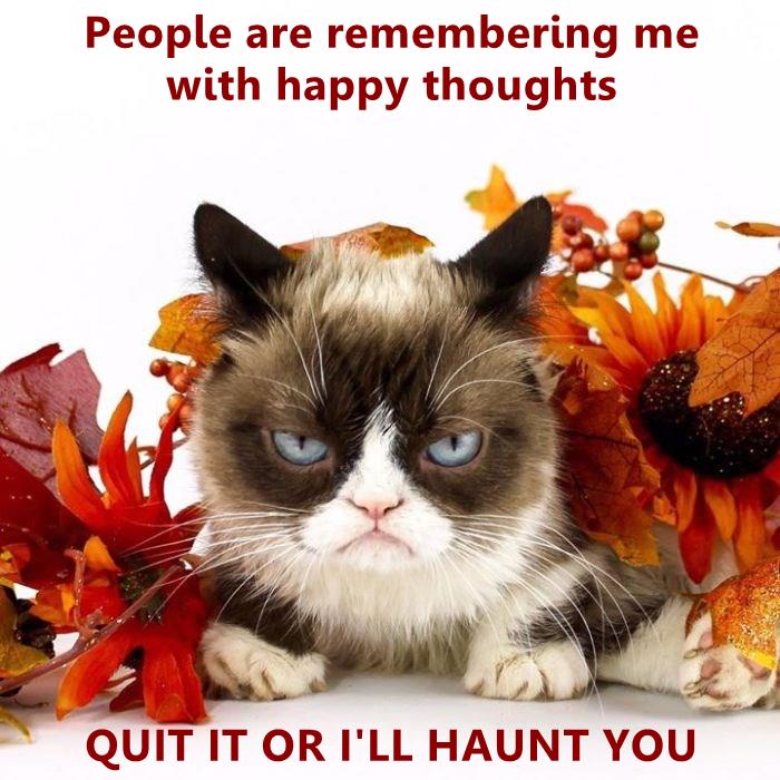 grumpy cat good night meme