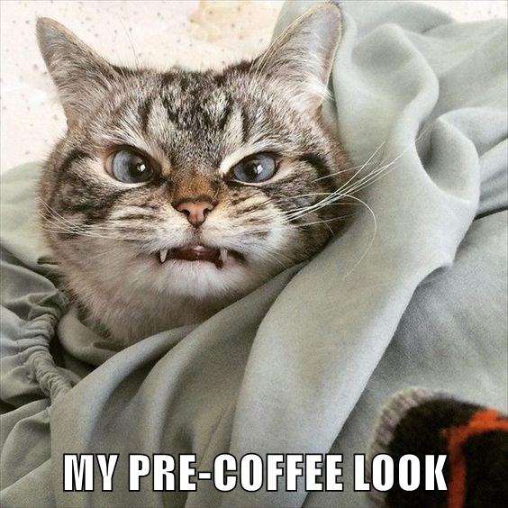 MY PRE-COFFEE LOOK - Lolcats - lol | cat memes | funny cats | funny cat ...