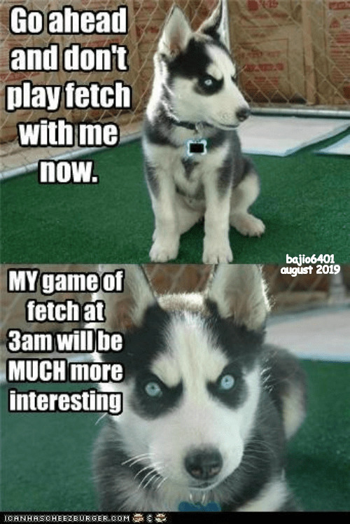 funny husky dog meme