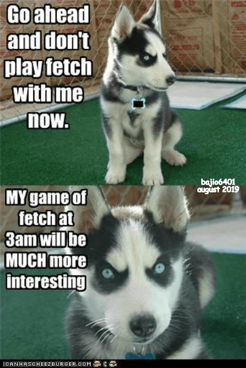 crazy husky captions