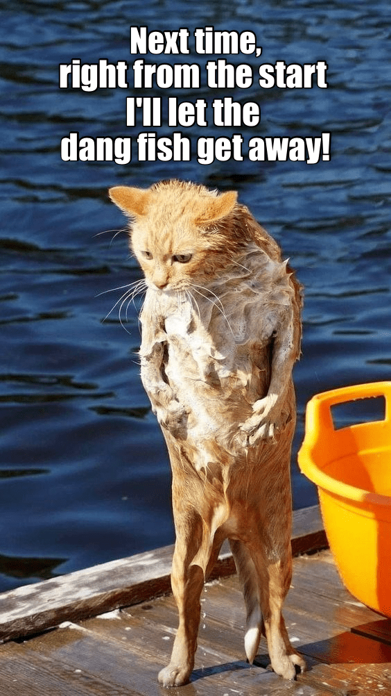 A fish story. - Lolcats - lol cat memes funny cats 