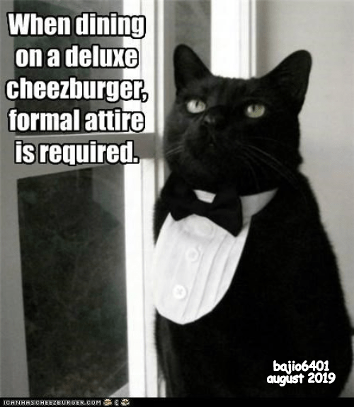 Lolcats - Tuxedo - Lol At Funny Cat Memes - Funny Cat Pictures With Words  On Them - Lol | Cat Memes | Funny Cats | Funny Cat Pictures With Words On