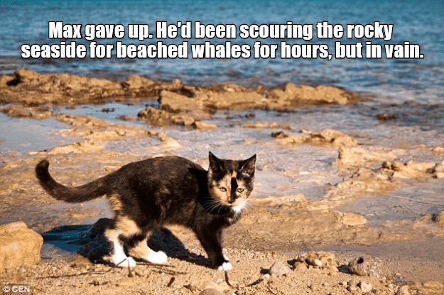 Lolcats Beach Lol At Funny Cat Memes Funny Cat Pictures With Words On Them Lol Cat Memes Funny Cats Funny Cat Pictures With Words On