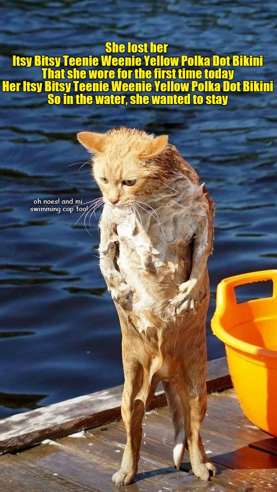 Itsy Bitsy Teenie Weenie Yellow Polka Dot Bikini Lolcats lol cat