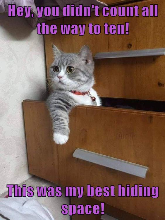 Hide and sick of you - Lolcats - lol | cat memes | funny cats | funny ...