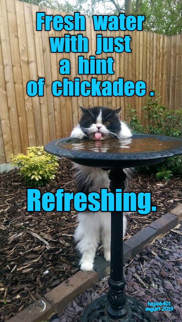 Lolcats water LOL at Funny Cat Memes Funny cat pictures with