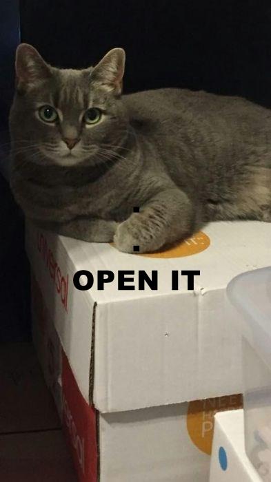 OPEN IT - Lolcats - lol | cat memes | funny cats | funny cat pictures ...