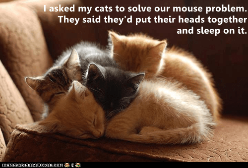 Sleep on it. - Lolcats - lol | cat memes | funny cats | funny cat ...