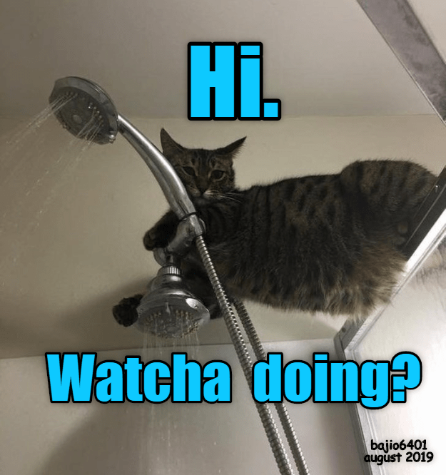 Just Being Nosey Lolcats Lol Cat Memes Funny Cats Funny Cat Pictures With Words On 