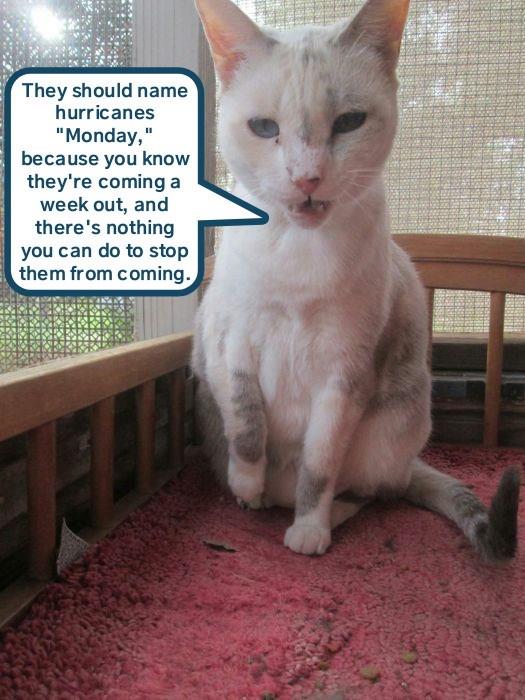 Just another panicked Monday - Lolcats - lol | cat memes | funny cats