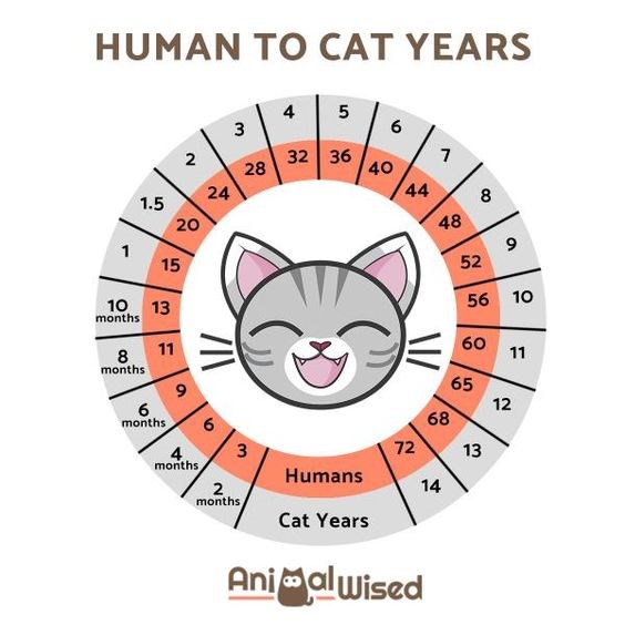 How Old Is Cat In Human Years I Can Has Cheezburger?