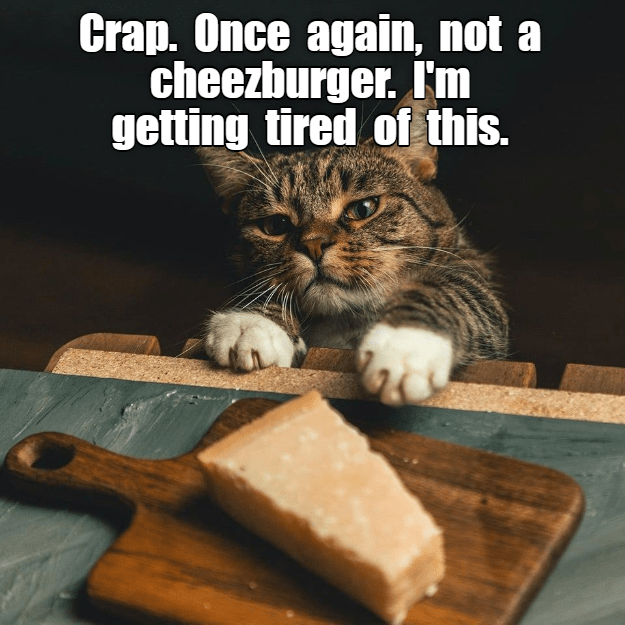 THEY'VE GOT TO PUT A CHEEZBURGER UP HERE SOONER OR LATER - Lolcats ...