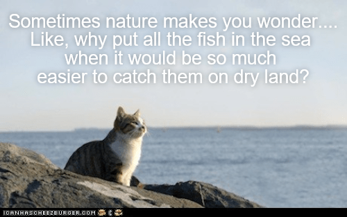 Sometimes nature makes you wonder... - Lolcats - lol | cat memes ...