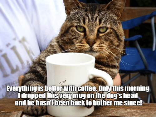 Everything is better with coffee - Lolcats - lol | cat memes | funny ...