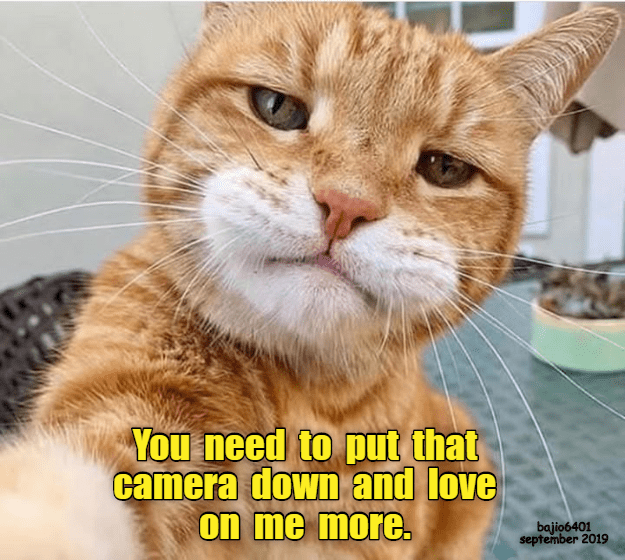 YOU'VE BEEN LACKING ON THAT - Lolcats - lol | cat memes | funny cats ...