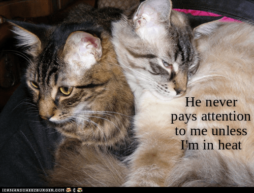 Soon to be never, once spayed - Lolcats - lol | cat memes | funny cats ...