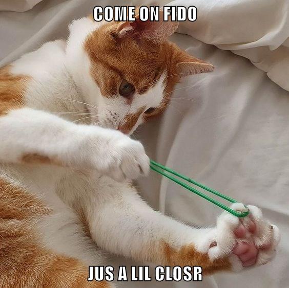 JUS A LIL CLOSR - Lolcats - lol | cat memes | funny cats | funny cat ...