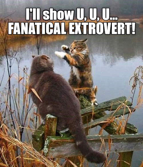 No shovel needed to be a gold digger. - Lolcats - lol, cat memes, funny  cats, funny cat pictures with words on them, funny pictures, lol cat  memes